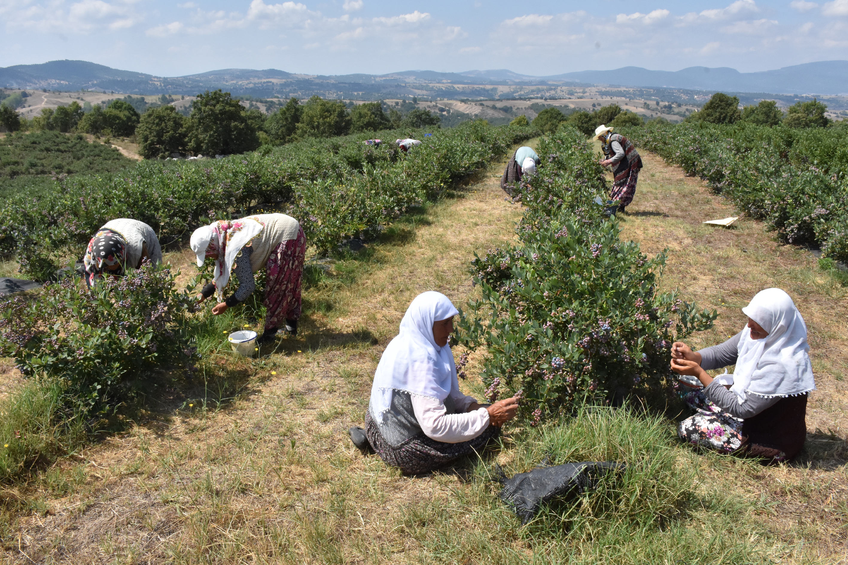 AA-20220811-28620277-28620275-BURSADAKI_VERIMSIZ_ARAZILER_YABAN_MERSINIYLE_DEGER_KAZANIYOR