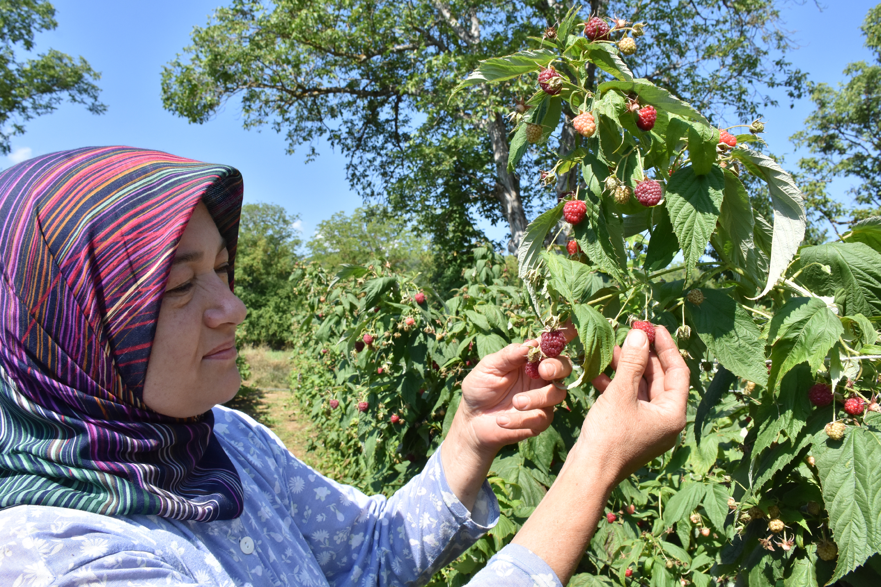 AA-20220813-28637334-28637325-AHUDUDUNUN_MERKEZI_BURSADA_URETIM_ALANI_VE_REKOLTE_ARTIYOR