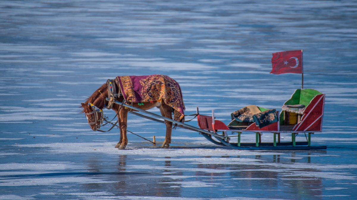 Çıldır Gölü'ndeki kızakçı atları soğuklara karşı üzerlerine örtülen halıyla korunuyor