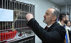Modern bir yuva: Sokak hayvanları için yeni rehabilitasyon merkezi