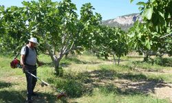 800 rakımlı mahallede yaş incir rekoltesi üreticinin yüzünü güldürecek