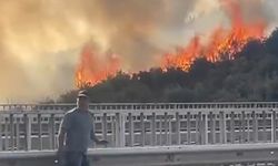 Bursa’da barakadan çıkan yangın zeytinlik alana sıçradı