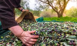 Orhangazi'de zeytin rekolte beyanı 2 bin 600 tonu buldu