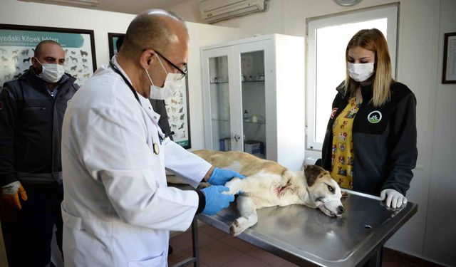 Osmangazi'de jiletli telin kestiği köpek sağlığına kavuştu