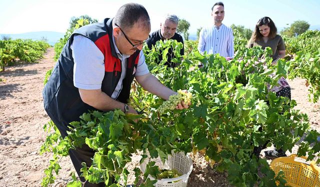 Susuz yetişen meşhur Bekilli üzümünde hasat zamanı